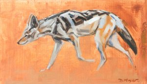 Black Backed Jackal