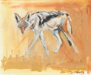 Black Backed Jackal