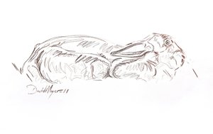 Brown hare reclining