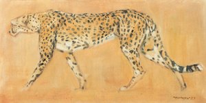 Cheetah Stalking
