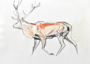 Red Deer Stag