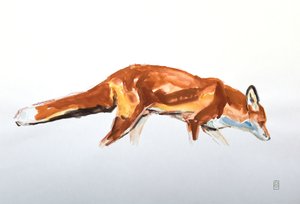 Red Fox, 2020