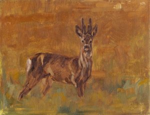 Roe Buck