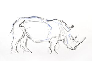 White Rhino, 2021