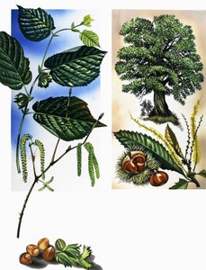 All Sorts of Nuts: Hazel Nuts & Sweet Chestnuts by David Pratt