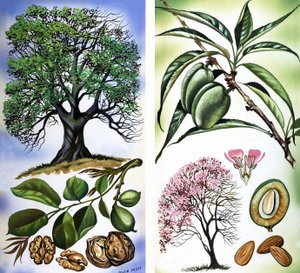 All Sorts of Nuts: Walnuts & Almonds by David Pratt