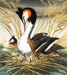 Great Crested Grebe, illustration from 