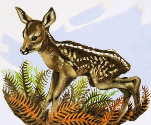 The Roe Deer Foal by David Pratt