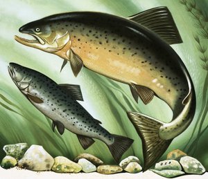 The Salmon