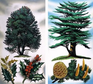 Trees You Can See: Holly Tree & Cedar by David Pratt