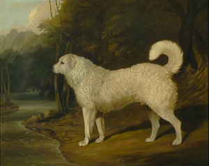 Portrait of a Dog, Ross by David of York Dalby