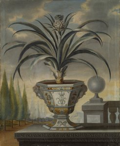 Pineapple Plant by David von Coln