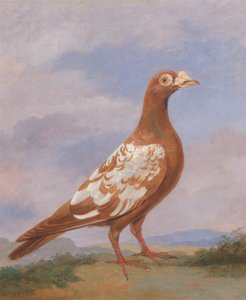 Red Pied Carrier