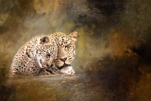 Leopard Family Tenderness by Debbie Lefever