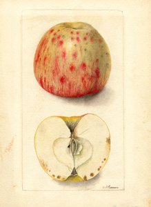 Bitter Pit Apples