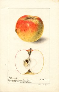 Tecumseh Apples
