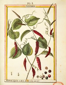Black pepper corn (Piper nigrum), watercolour by Delahaye by Delahaye Delahaye