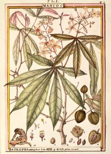 Cassava (Jatropha manihot), by Delahaye