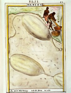 Cassava or manioc (Manihot esculenta), watercolour by Delahaye