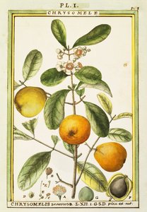 Chrysomele (Chrysomelis senticosa), watercolour by Delahaye