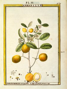 Chrysomelis Armadilla, watercolour by Delahaye by Delahaye Delahaye