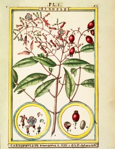 Clove (Caryophyllus Aromaticus), watercolour by Delahaye by Delahaye Delahaye