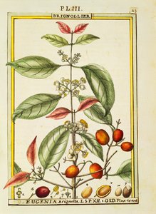 Eugenia Brignolla, watercolour by Delahaye