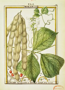 Glycine Rhomboidalis, watercolour by Delahaye