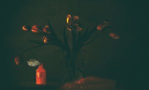 Dark Moody Tulips by Delphine Devos