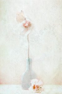Delicate Butterfly Bloom