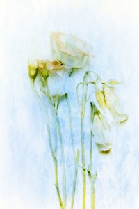 Delicate Fading Flowers
