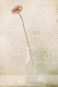 Delicate Gerbera Butterfly Dream