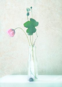 Delicate Poppy Still Life