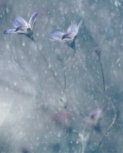 Dreamy Blue Blooms