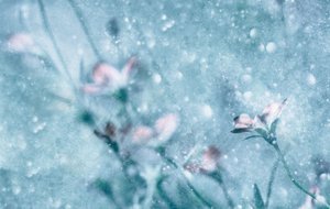 Dreamy Blue Flowers