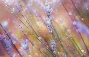 Dreamy Lavender Bokeh by Delphine Devos