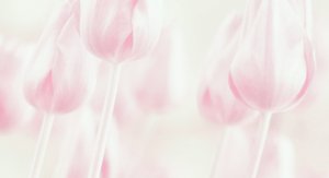Dreamy Pastel Tulips by Delphine Devos