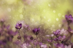 Dreamy Purple Blooms by Delphine Devos