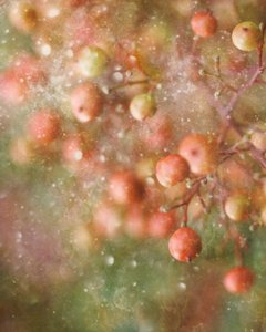 Dreamy Red Berries by Delphine Devos