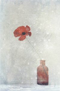 Dreamy Red Poppy