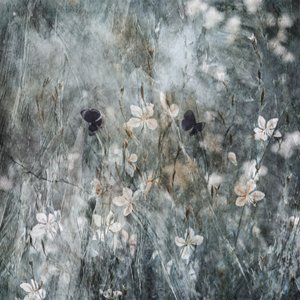 Ethereal Butterfly Garden by Delphine Devos