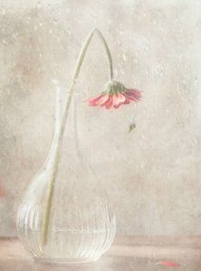 Fading Pink Bloom