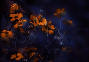 Glowing Orange Flowers by Delphine Devos