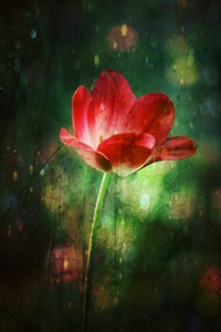 Glowing Red Tulip