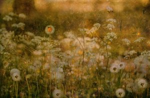 Golden Meadow Ladybug