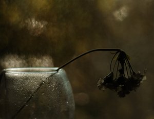 Melancholy Bloom by Delphine Devos