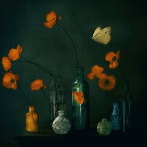 Moody Poppies Butterfly