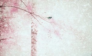 Pink Blossoms Bird