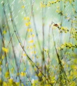 Rainy Spring Butterfly by Delphine Devos