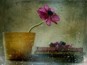 Rainy Window Bloom by Delphine Devos